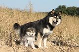 CHIEN FINNOIS DE LAPONIE 279